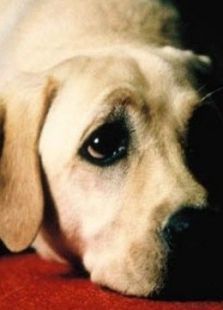 《导盲犬小Q》电影-高清电影完整版-免费在线